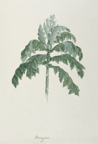 Maraqua, Illustration from Forty-one Botanical Drawings with Notes by Luigi Balugani